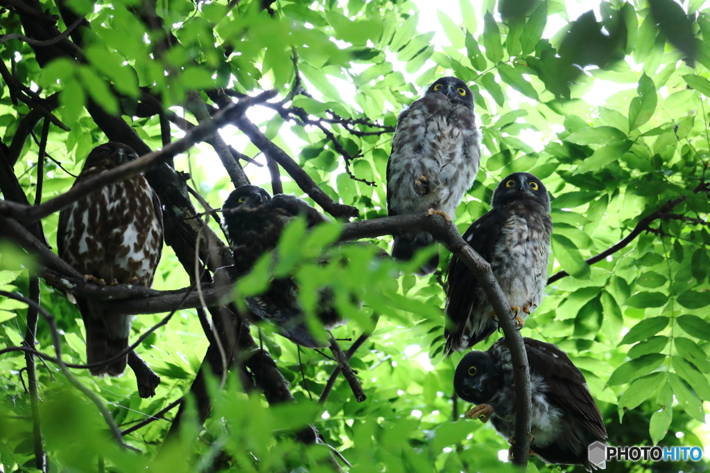 アオバズクの4兄弟