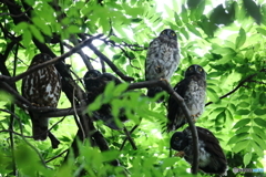 アオバズクの4兄弟