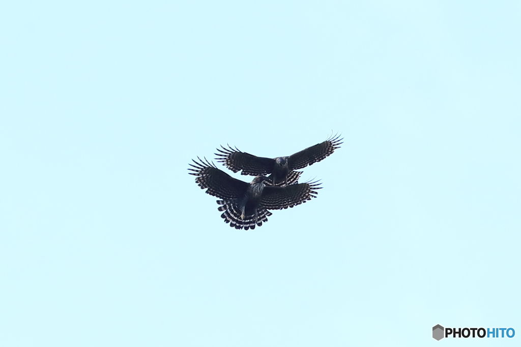 熊鷹ディスプレー