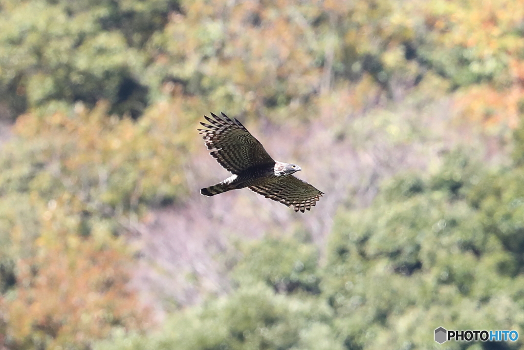 熊鷹　♂