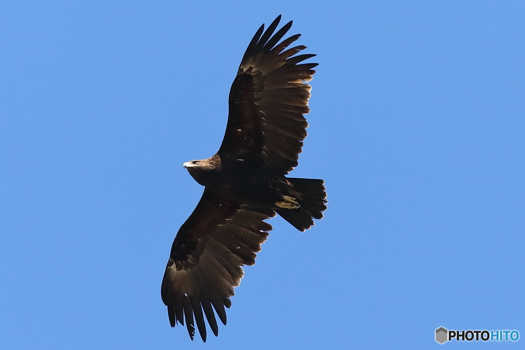 カラフトワシ飛翔2