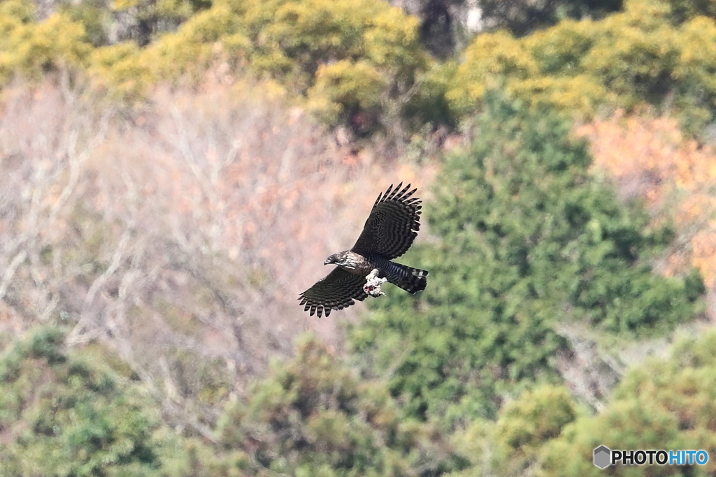 熊鷹とウサギ