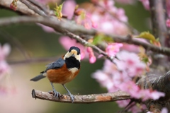 河津桜1