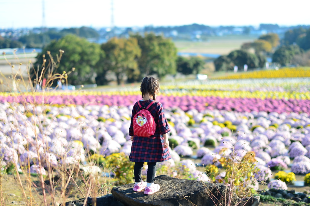 小菊の観衆