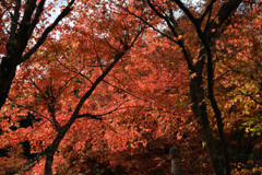 両足寺_紅葉01