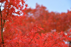 両足寺_紅葉02
