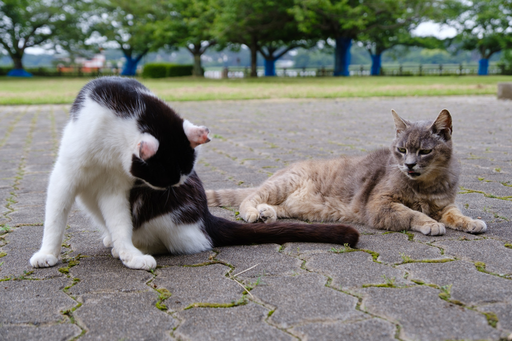 野生の眼差し