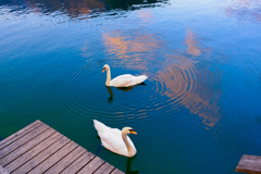 Two Swan