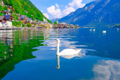 Hallstatt & Swan