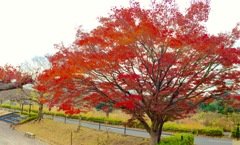 里も紅葉が始まりました。