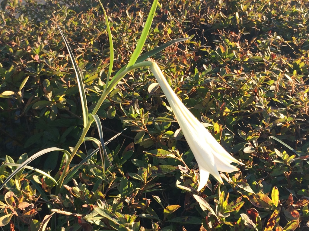 零下四度で咲く花達