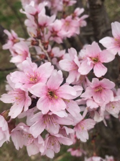 田代の桜