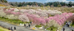 いなべ市梅林公園