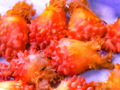 海のパイナップル