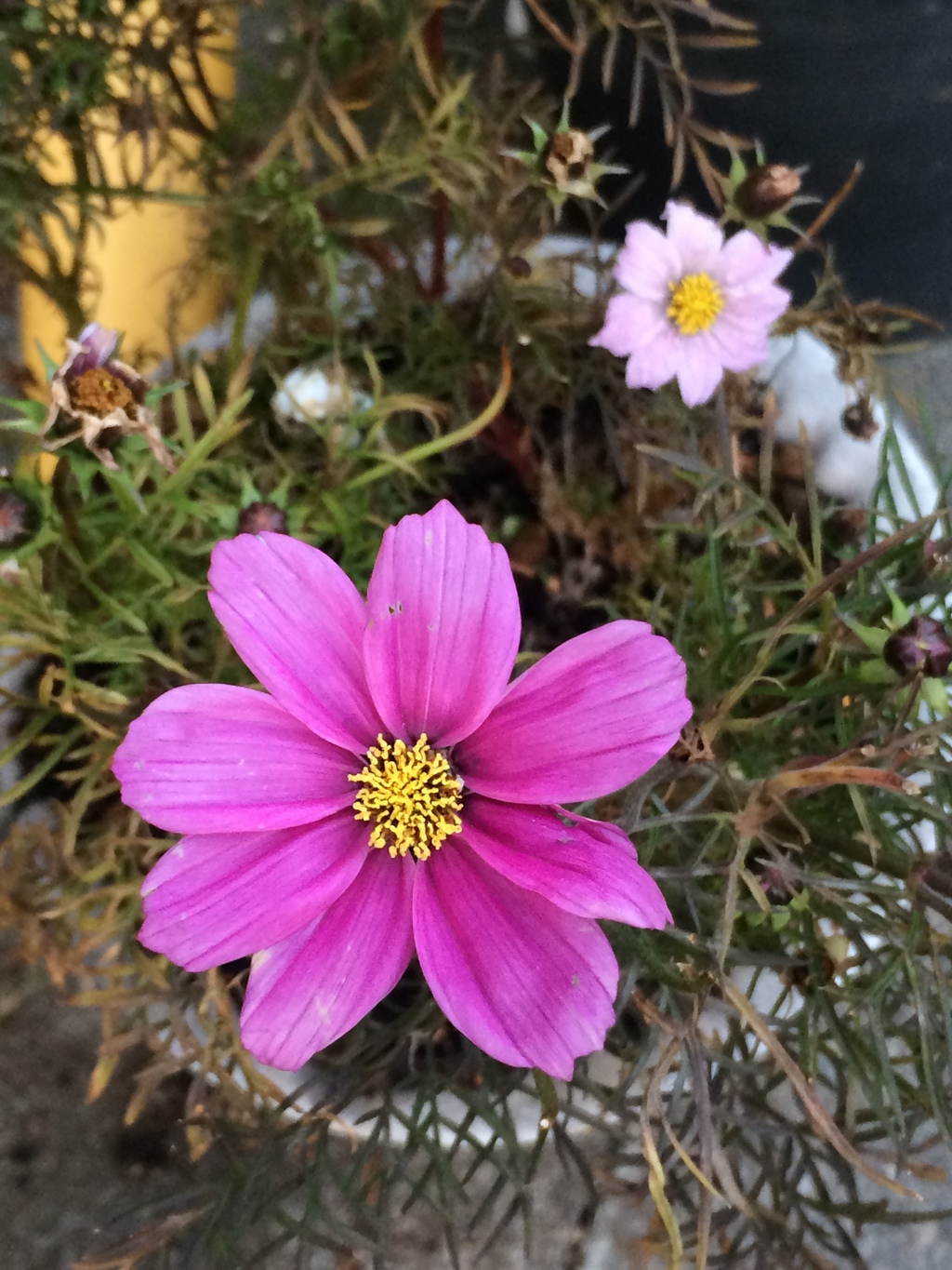 花散歩
