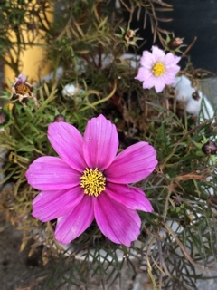 花散歩