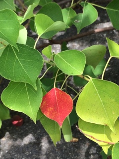 お先に紅葉？