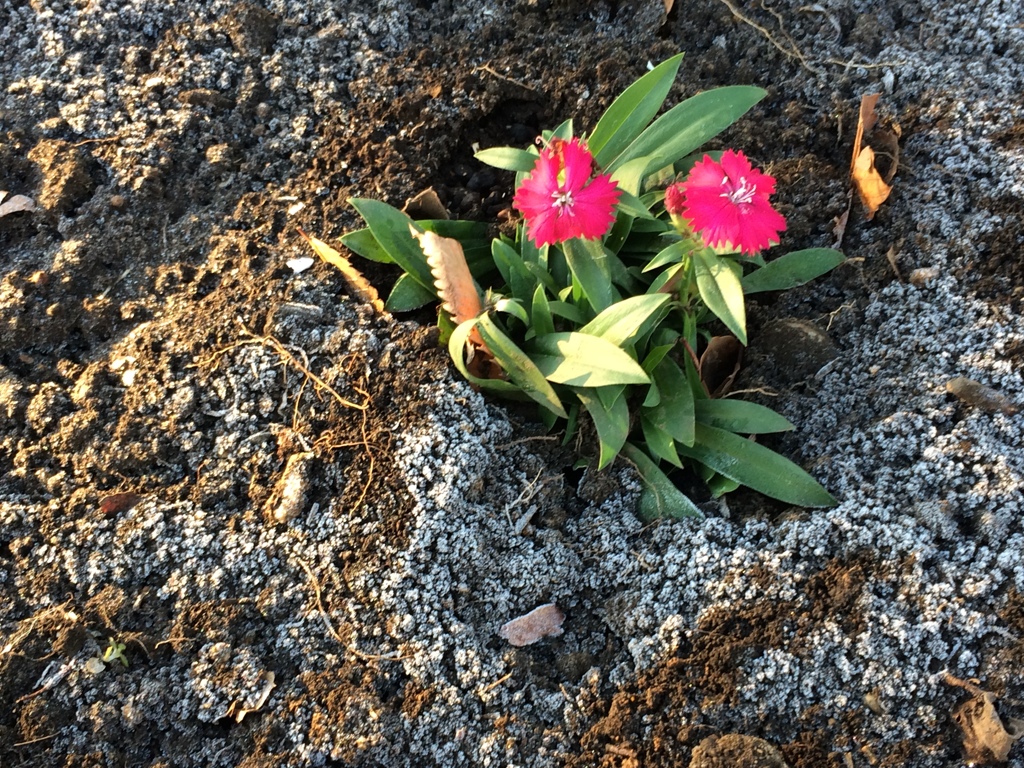 零下四度で咲く花達