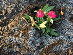 零下四度で咲く花達
