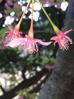 横須賀美術館の大島桜
