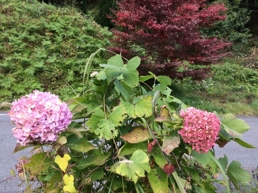 紫陽花と紅葉？