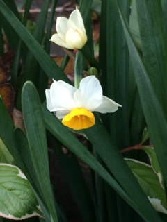花散歩