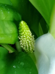 水芭蕉