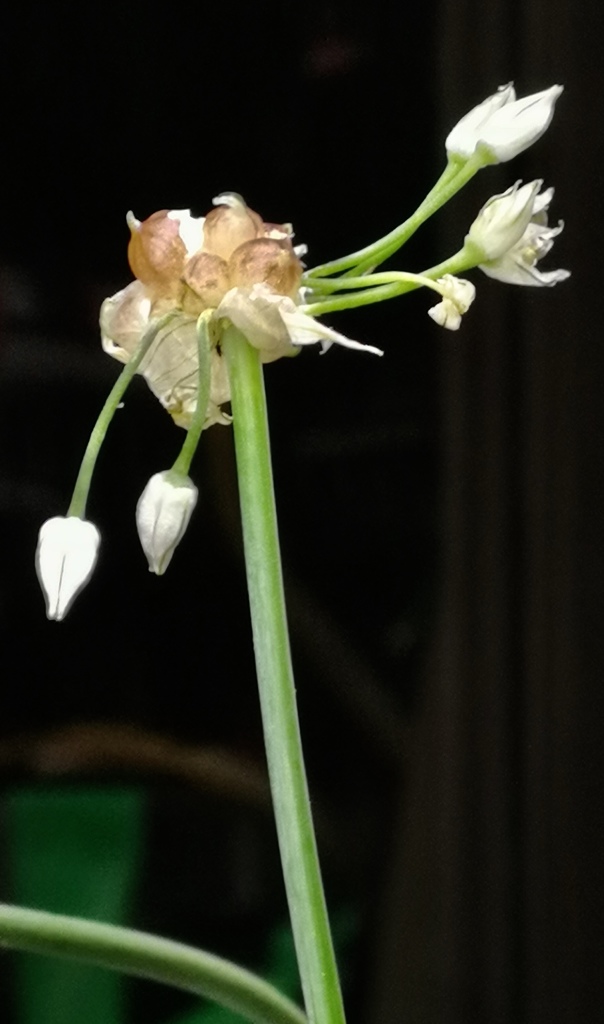 野蒜の花