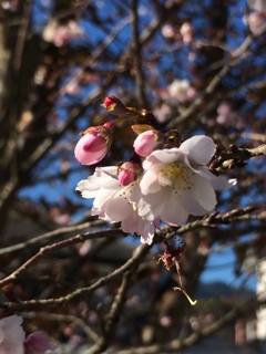 桜が咲いて居ました。