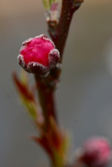 開花近し