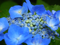 DSCF9212
