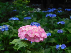 DSCN2004