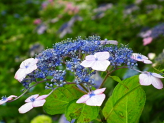 DSCF9198
