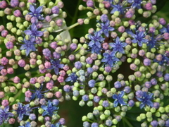 DSCF9270