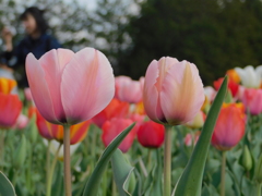 DSCN0026