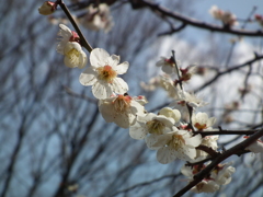 DSCF8835