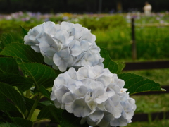 DSCN1983