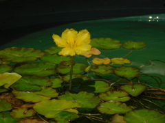 DSCN0206