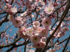 DSCF8854
