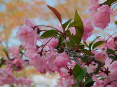 DSCN0012