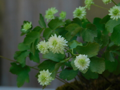 DSCN0200