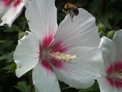 DSCF9275