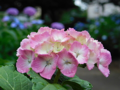DSCN2003