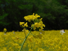 DSCN0113