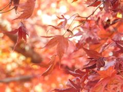 高尾の紅葉(2)