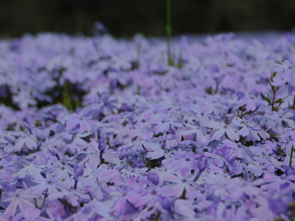 DSCN0032