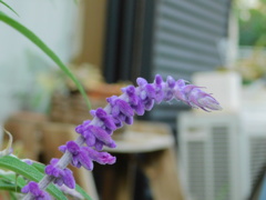 DSCN0739