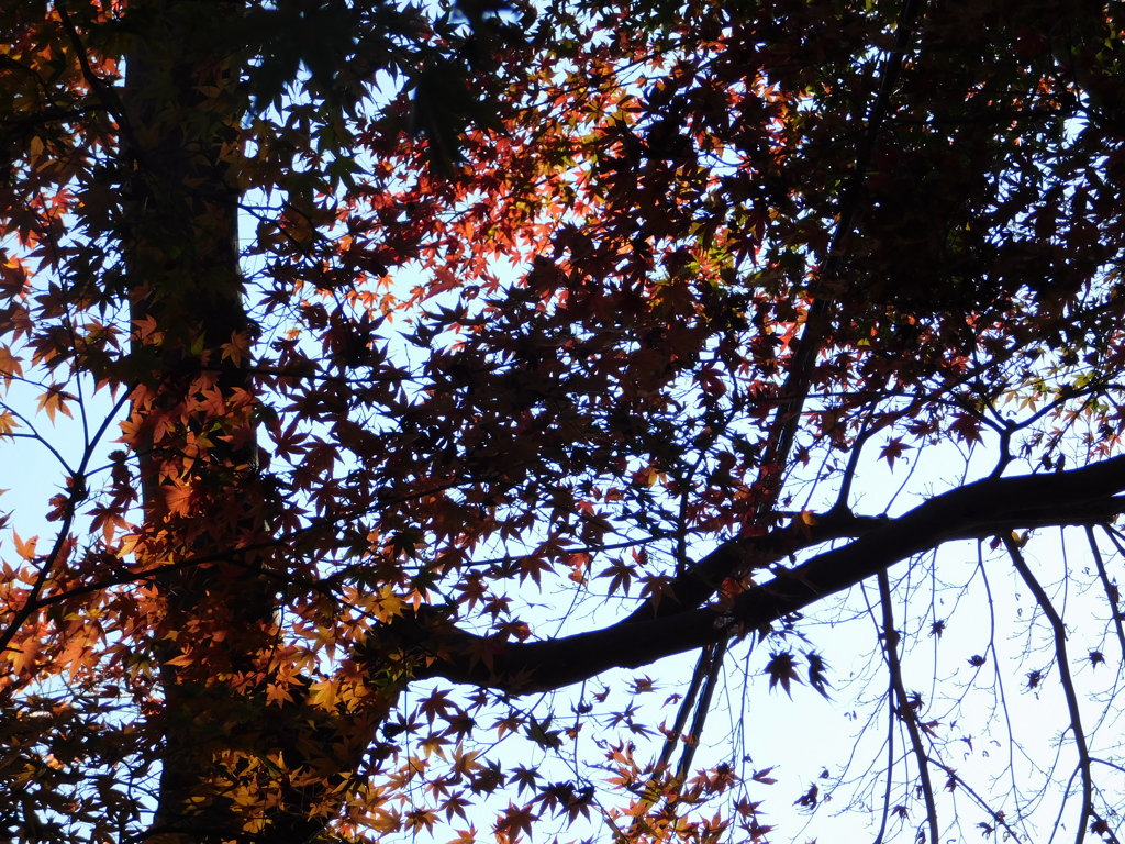 高尾の紅葉(1)