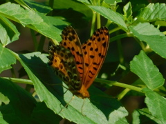 DSCN0835