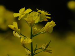 DSCN0103
